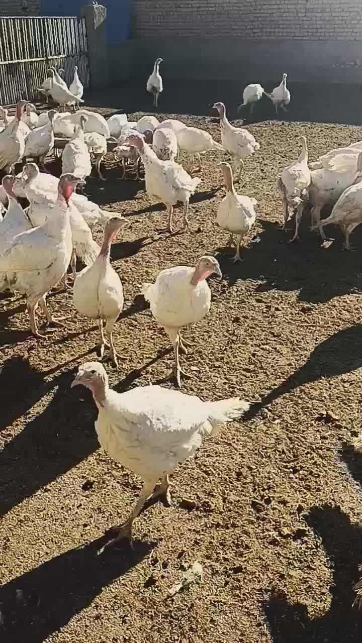 بوقلمون|حیوانات مزرعه|قوچان, |دیوار