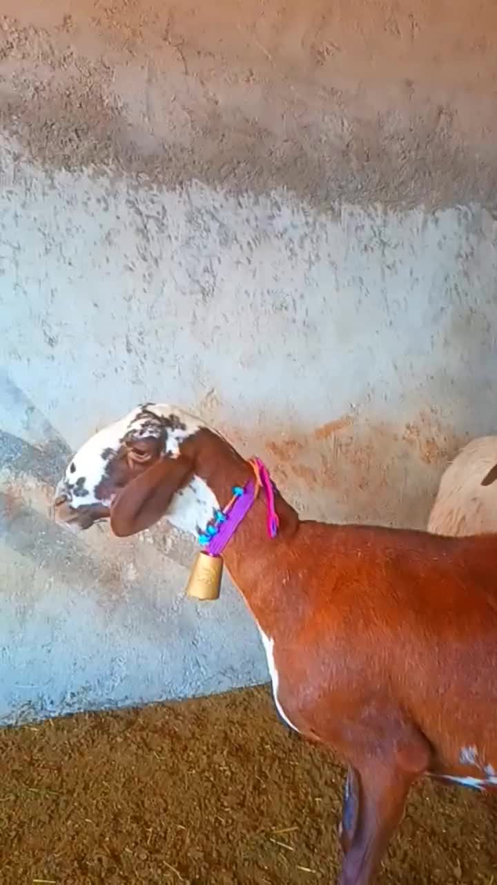 میش چینی|حیوانات مزرعه|ایذه, |دیوار