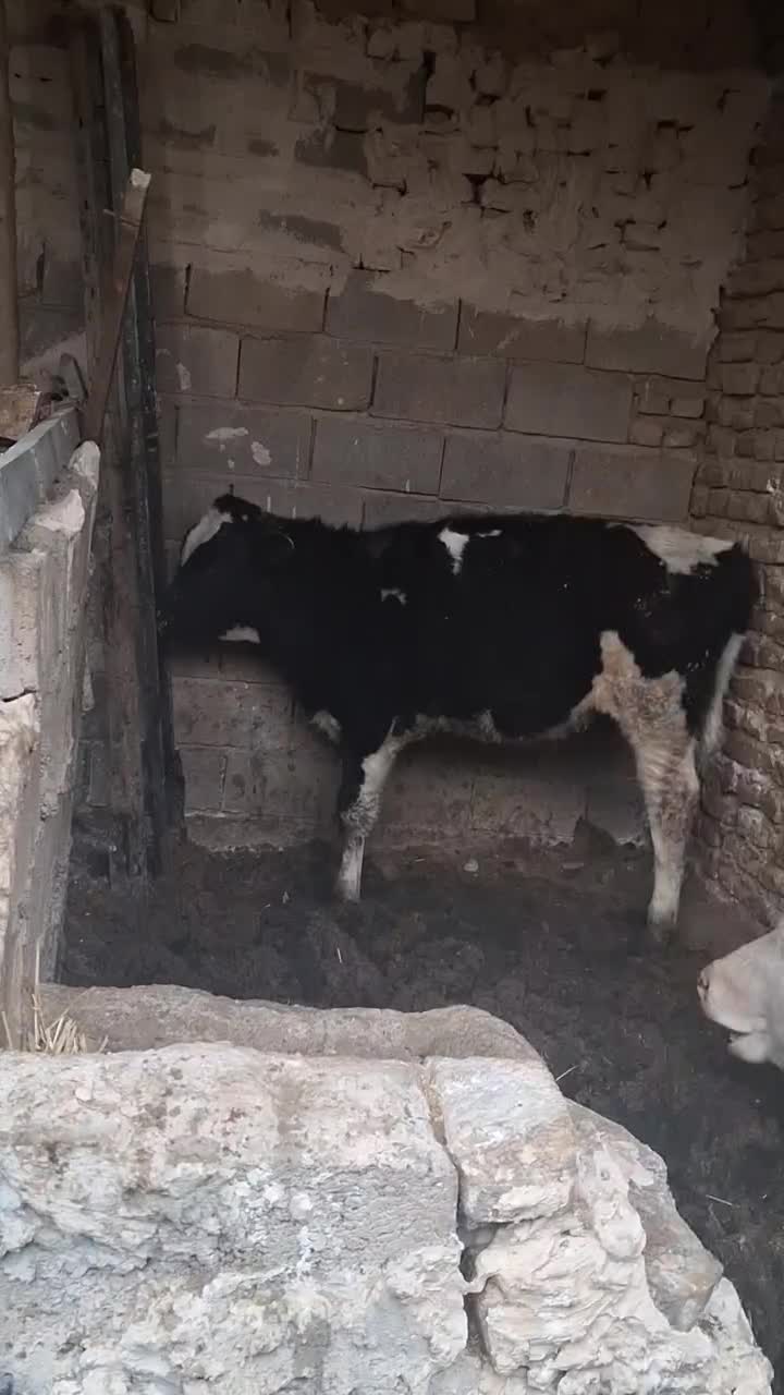 گوساله نر|حیوانات مزرعه|تایباد, |دیوار