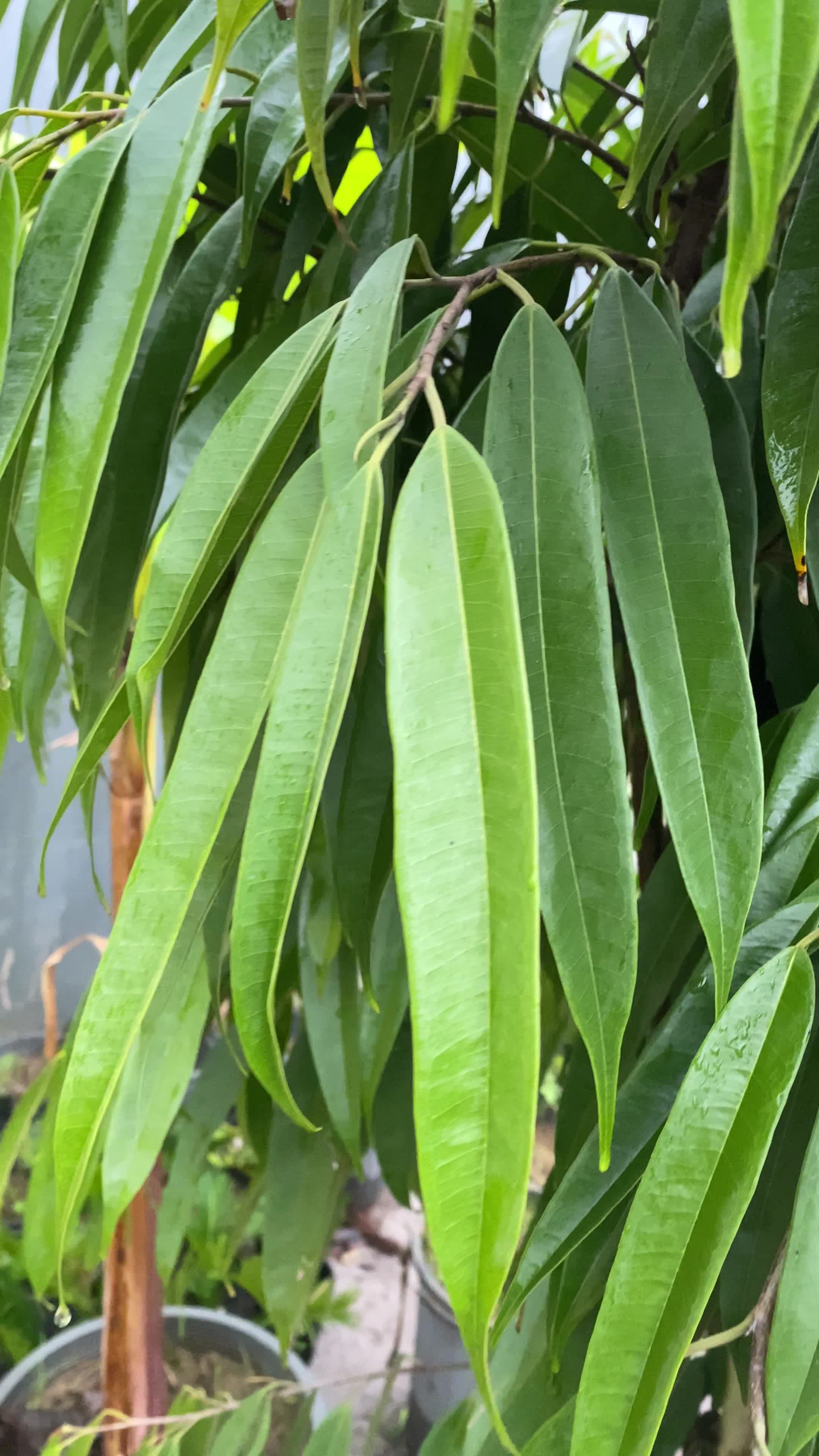 درختچه ی آمستل ۵ ساله|گل و گیاه طبیعی|رشت, رشتیان|دیوار