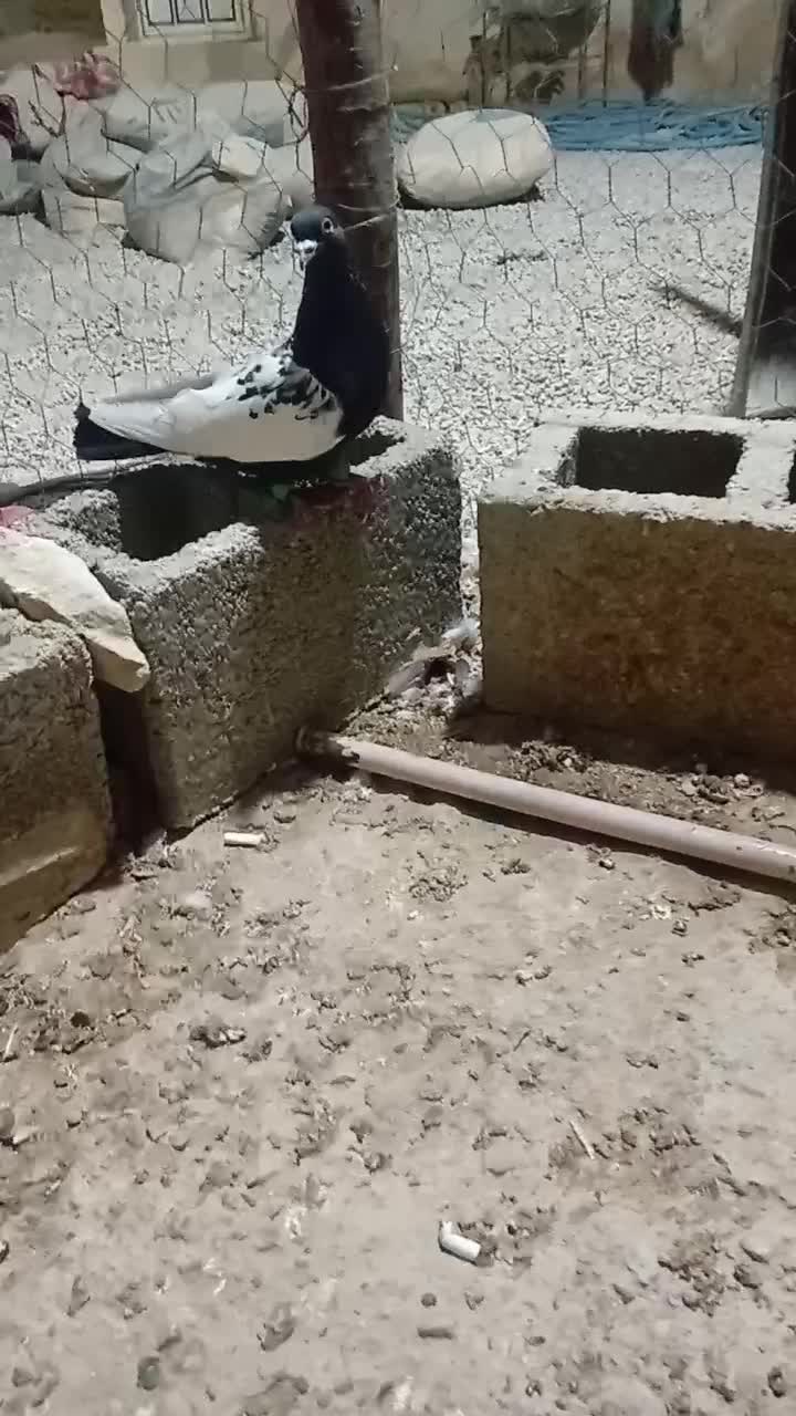 کبوتر سینه ای|پرنده|اهرم, |دیوار