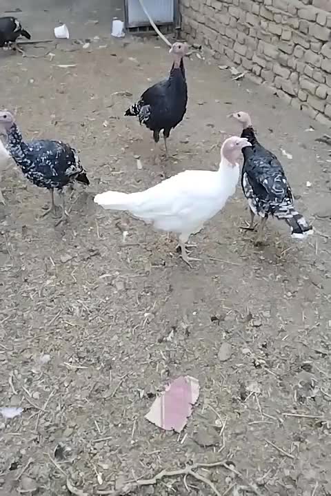 بوقلمون|حیوانات مزرعه|مشهد, کلاته تیموری|دیوار