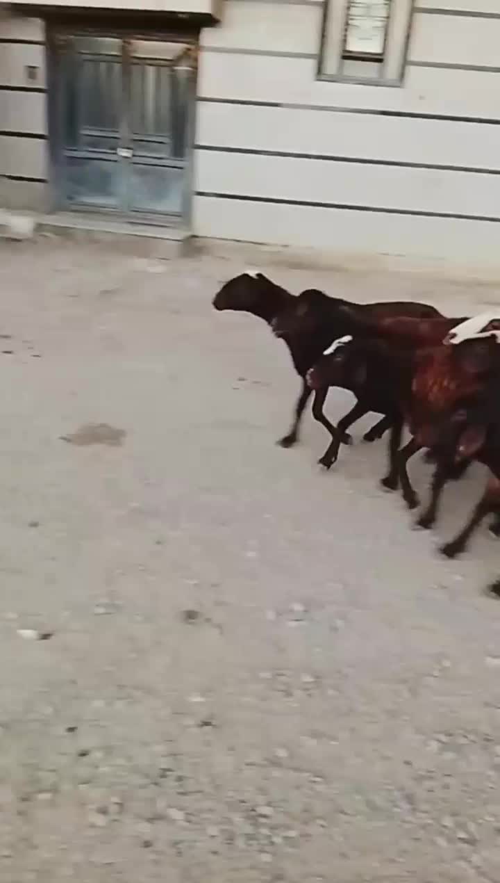 شیشک ماده|حیوانات مزرعه|اشترینان, |دیوار