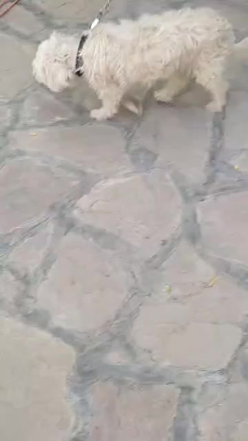 سگ شیتزو|سگ|مشهد, رضاییه|دیوار