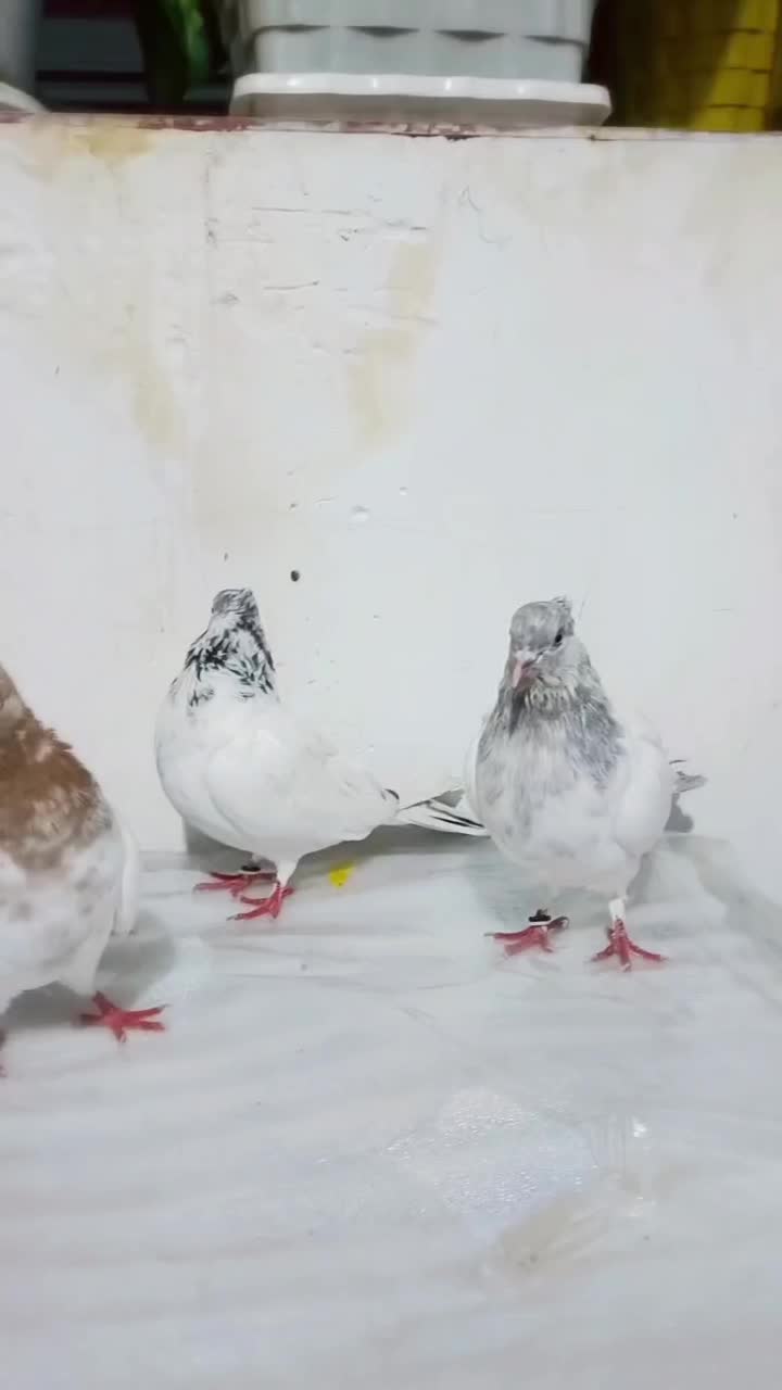 کبوتر|پرنده|سقز, |دیوار