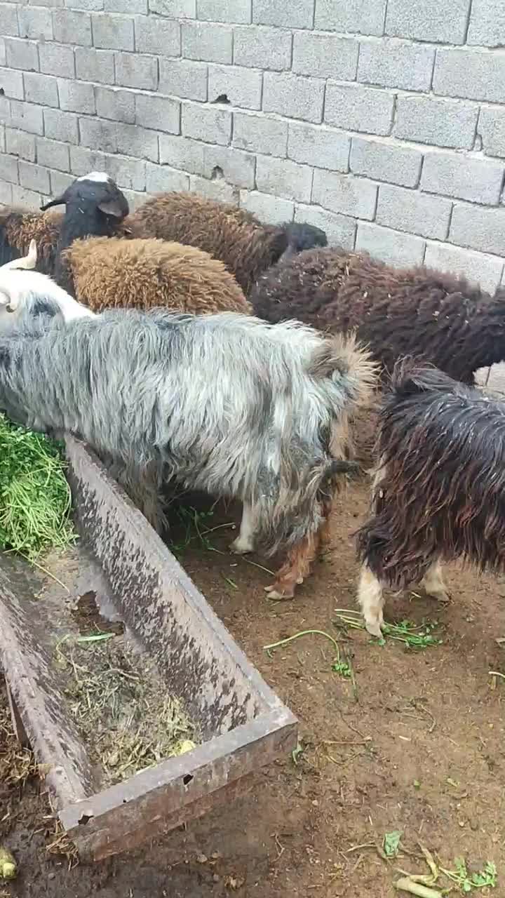 بره نر|حیوانات مزرعه|باغستان, |دیوار