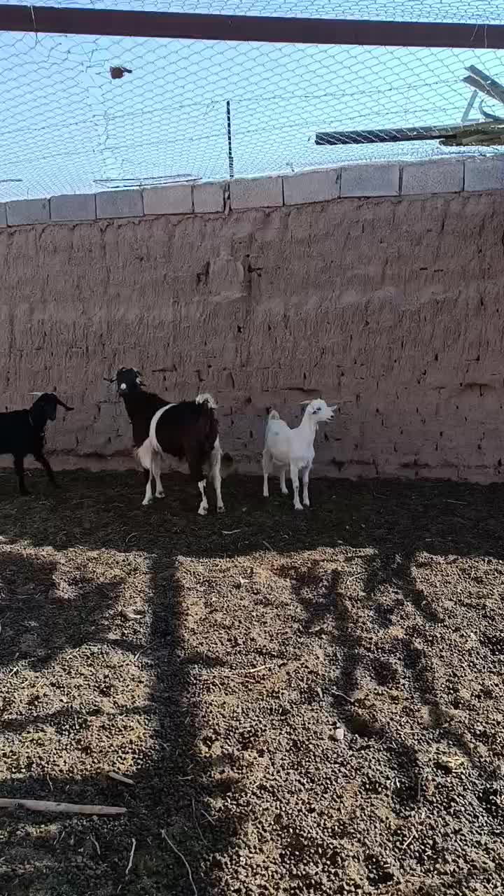 سه بز و یک بز غاله به شرط|حیوانات مزرعه|فردوس (خراسان), |دیوار