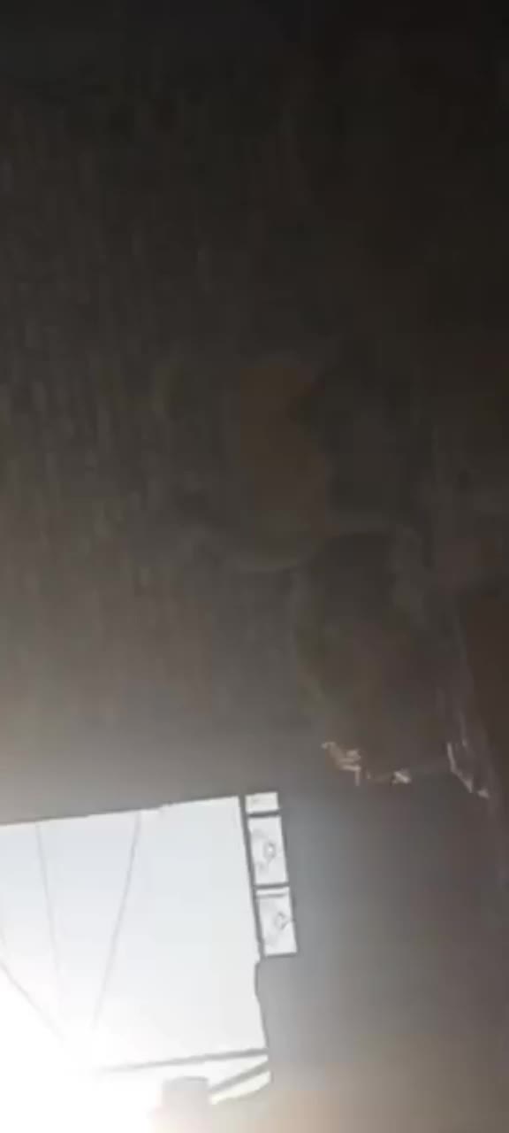 سگ ماده عراقی|سگ|هریس, |دیوار