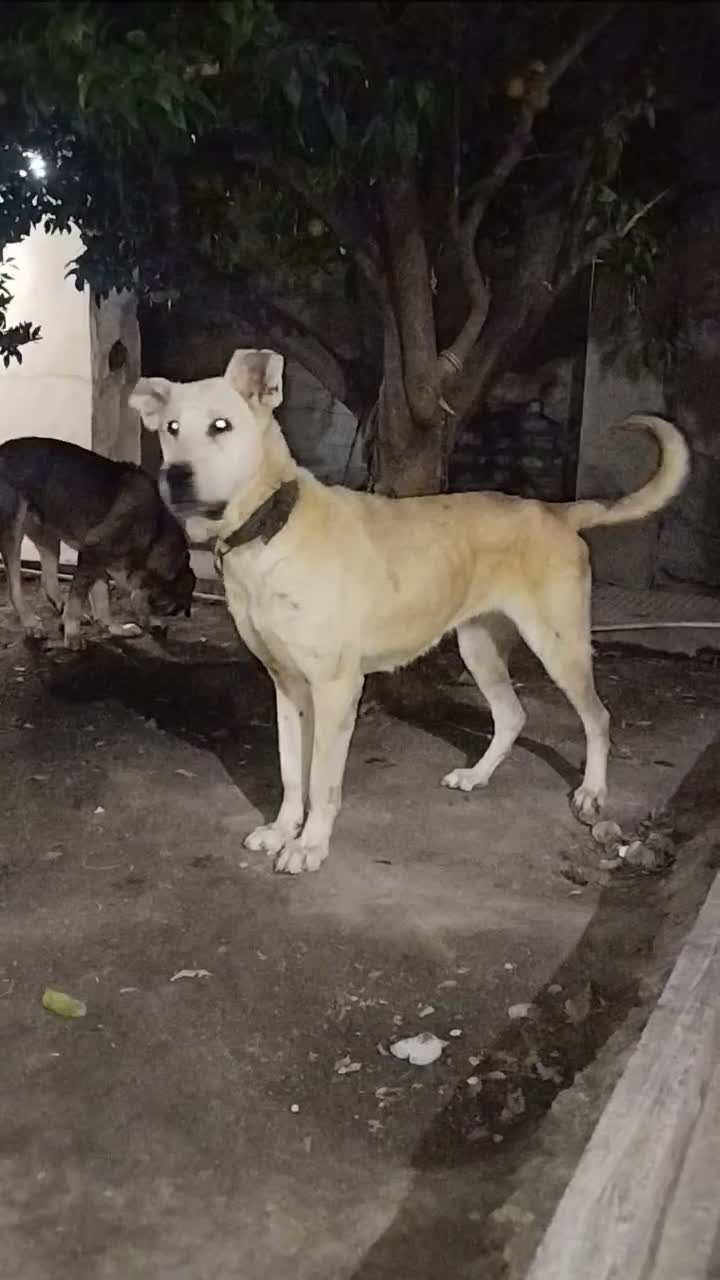 نسل برتر|سگ|کردکوی, |دیوار