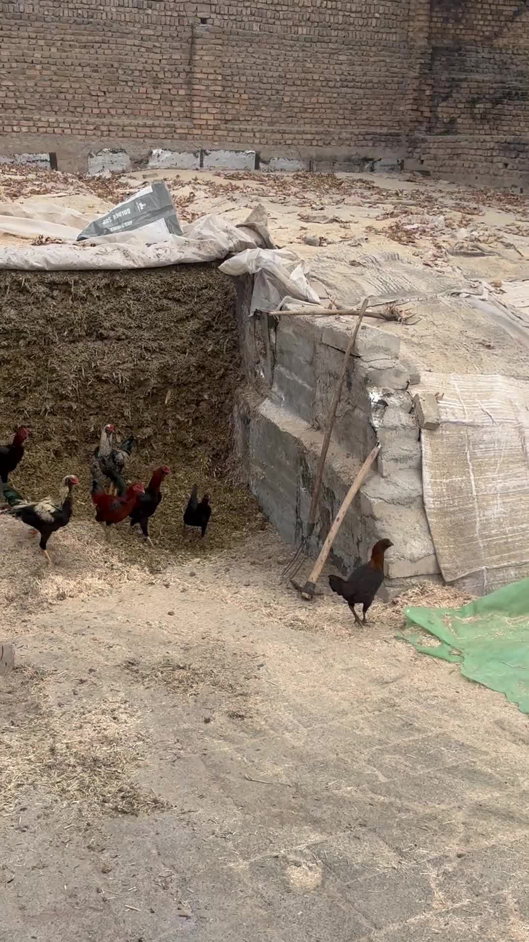 خروس دورگ|حیوانات مزرعه|الوند, |دیوار