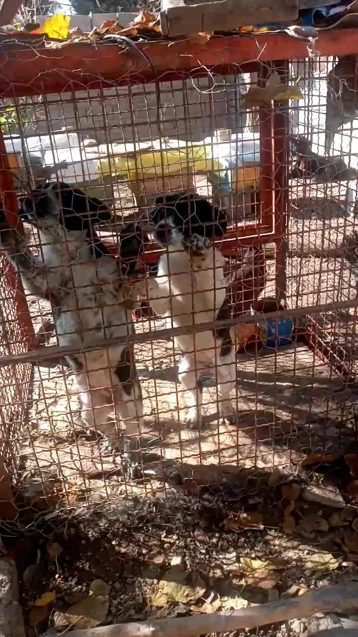 توله قدرجونی|سگ|مرودشت, تخت جمشید|دیوار