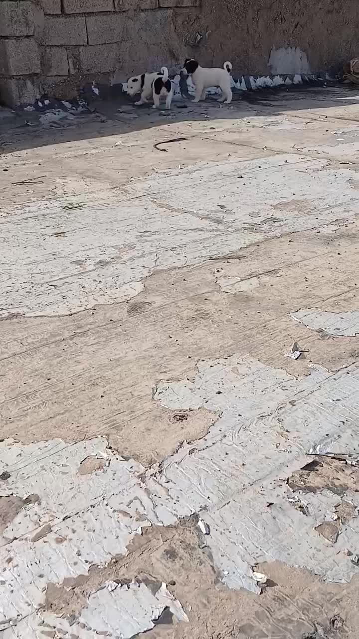 تیل قدرجونی|سگ|اهواز, نادری|دیوار