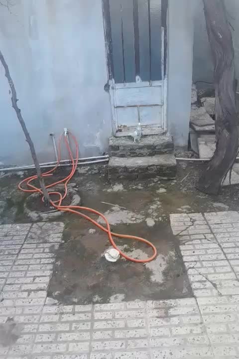 طوقی زرین|پرنده|مینودشت, |دیوار