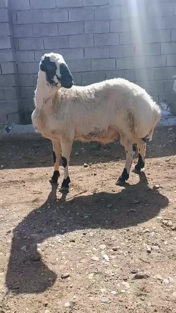 amiir|حیوانات مزرعه|میاندوآب, |دیوار