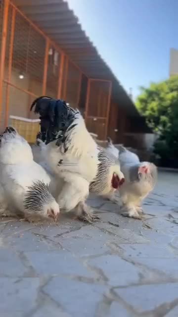 تخم مرغ خروس جوجه برهما لاری از نسل وارداتی اصیل|حیوانات مزرعه|رباط‌کریم, شترخوار|دیوار