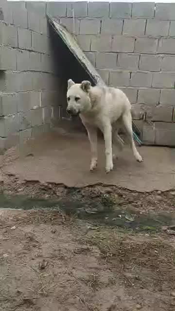 واگذاری سگ سرابی|سگ|بندر ماهشهر, |دیوار