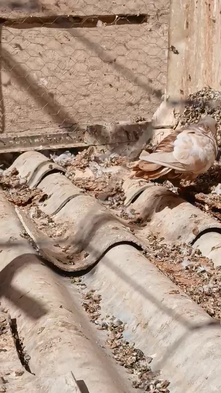 کبوتر|پرنده|تهران, شهرک ولیعصر شمالی|دیوار