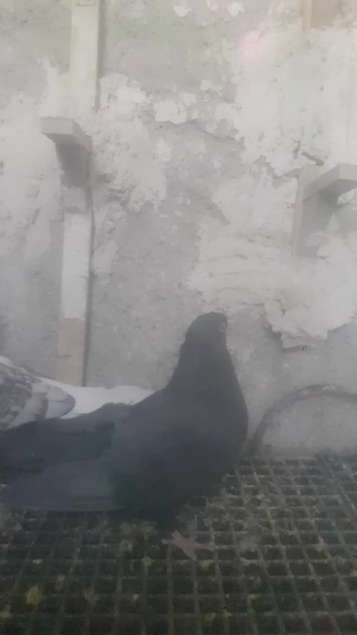 ماده پلاکی و بهبهانی|پرنده|نیریز, |دیوار