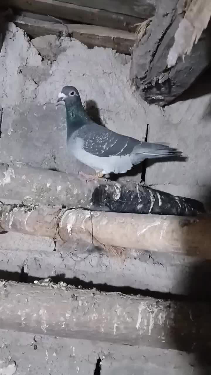 مسافتی|پرنده|مشگین شهر, |دیوار