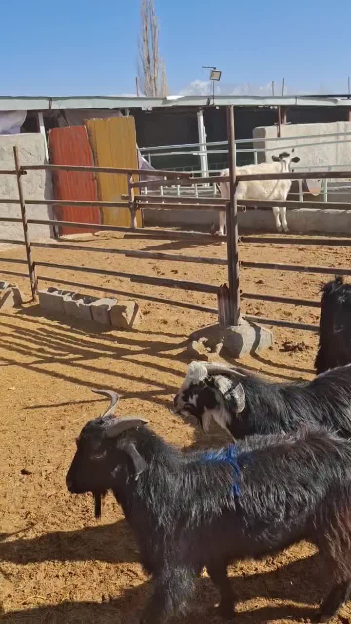 کره نر|حیوانات مزرعه|ماهان, |دیوار