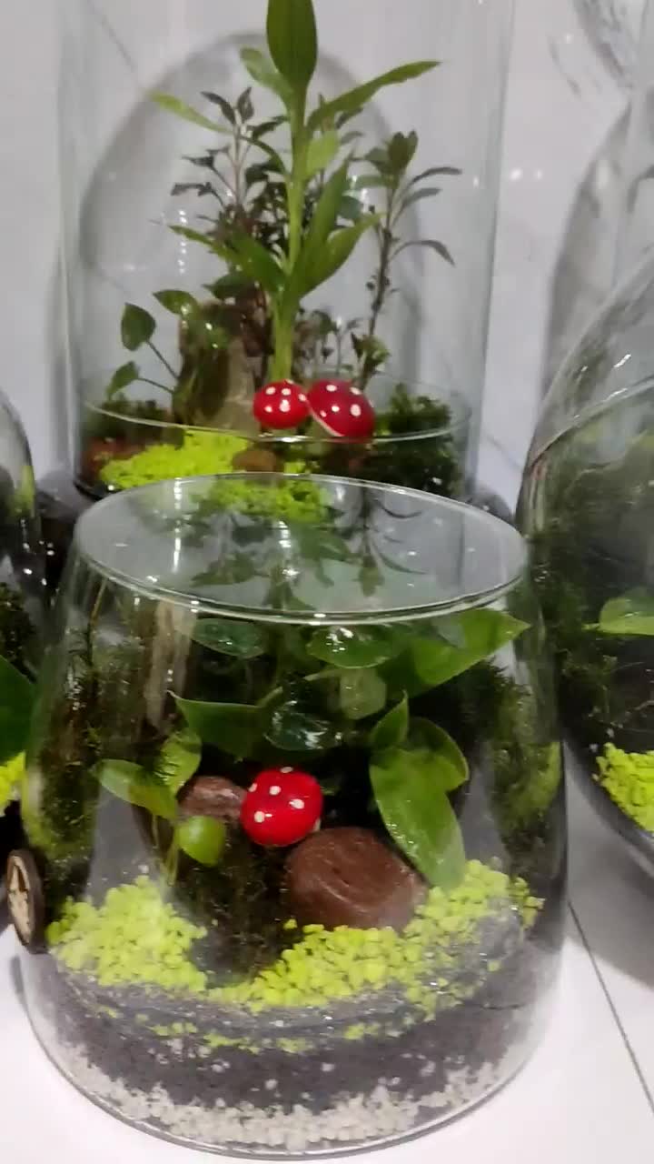 تراریوم تزیینی شیک تک به قیمت عمده|گل و گیاه طبیعی|شیراز, شهرک ولیعصر|دیوار
