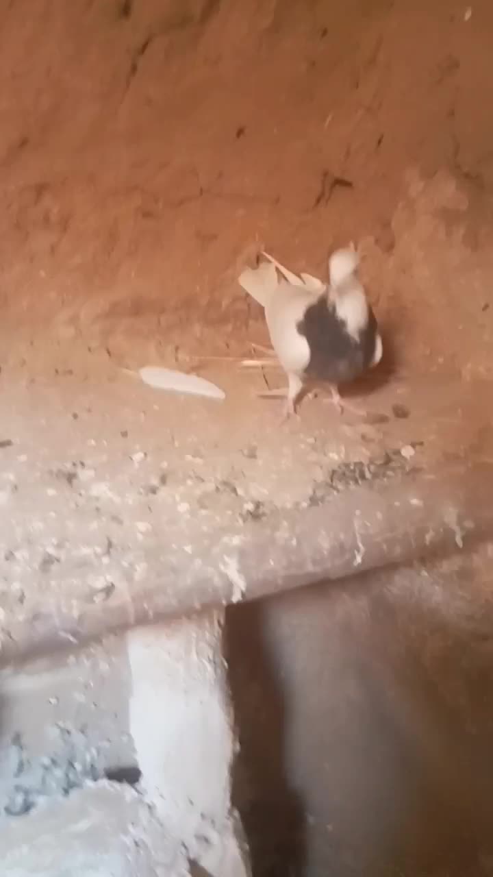 جوانه طوقی فروشی|پرنده|شهرآباد, |دیوار