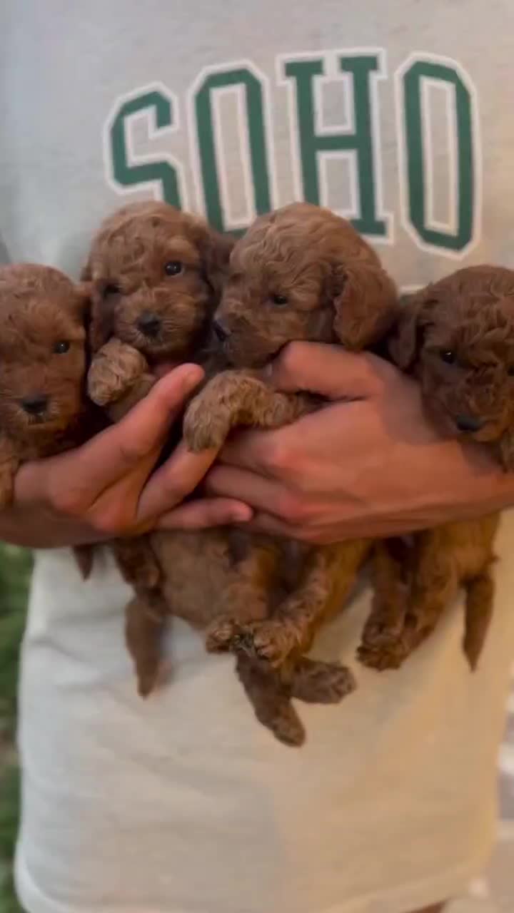 سگ توله توی پودل ۶۸ روز رد|سگ|تهران, سعادتآباد|دیوار