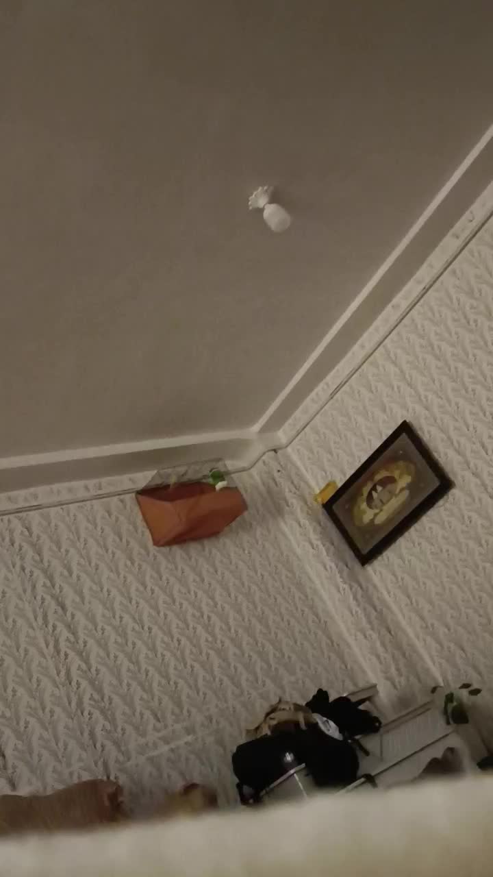 قناری نر خاص فیلم ببین بعد زنگ بزن|پرنده|مسجد سلیمان, |دیوار