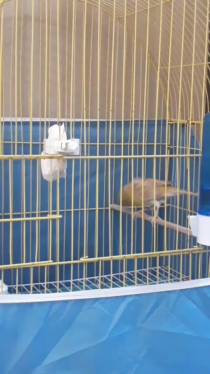 فروش دو قناری گلستر نروماده|پرنده|محمدیه-قزوین, |دیوار