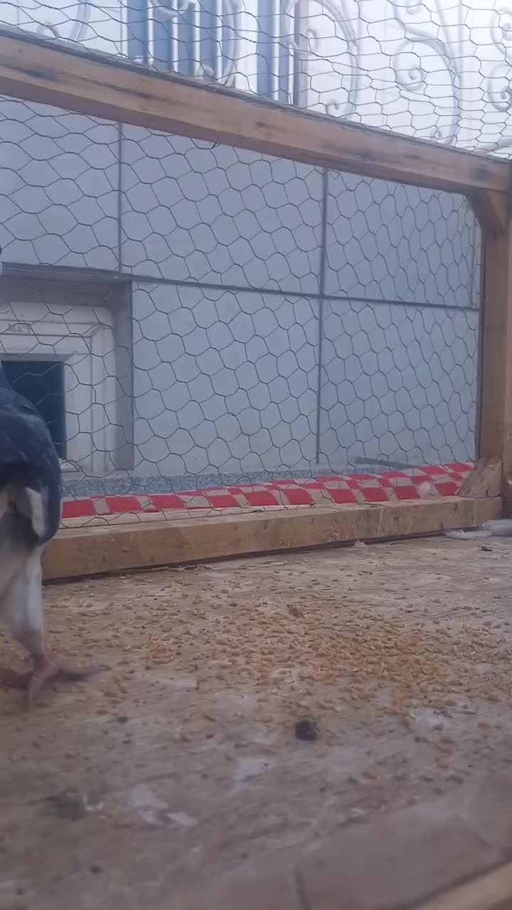 گرفتنی کاشمر|پرنده|کاشمر, |دیوار