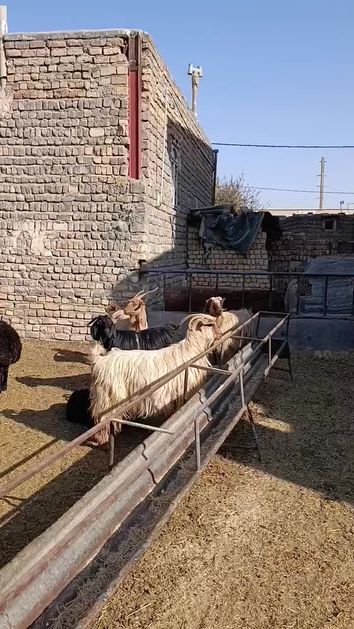 6راس بز و چپش بز|حیوانات مزرعه|جعفرآباد, |دیوار