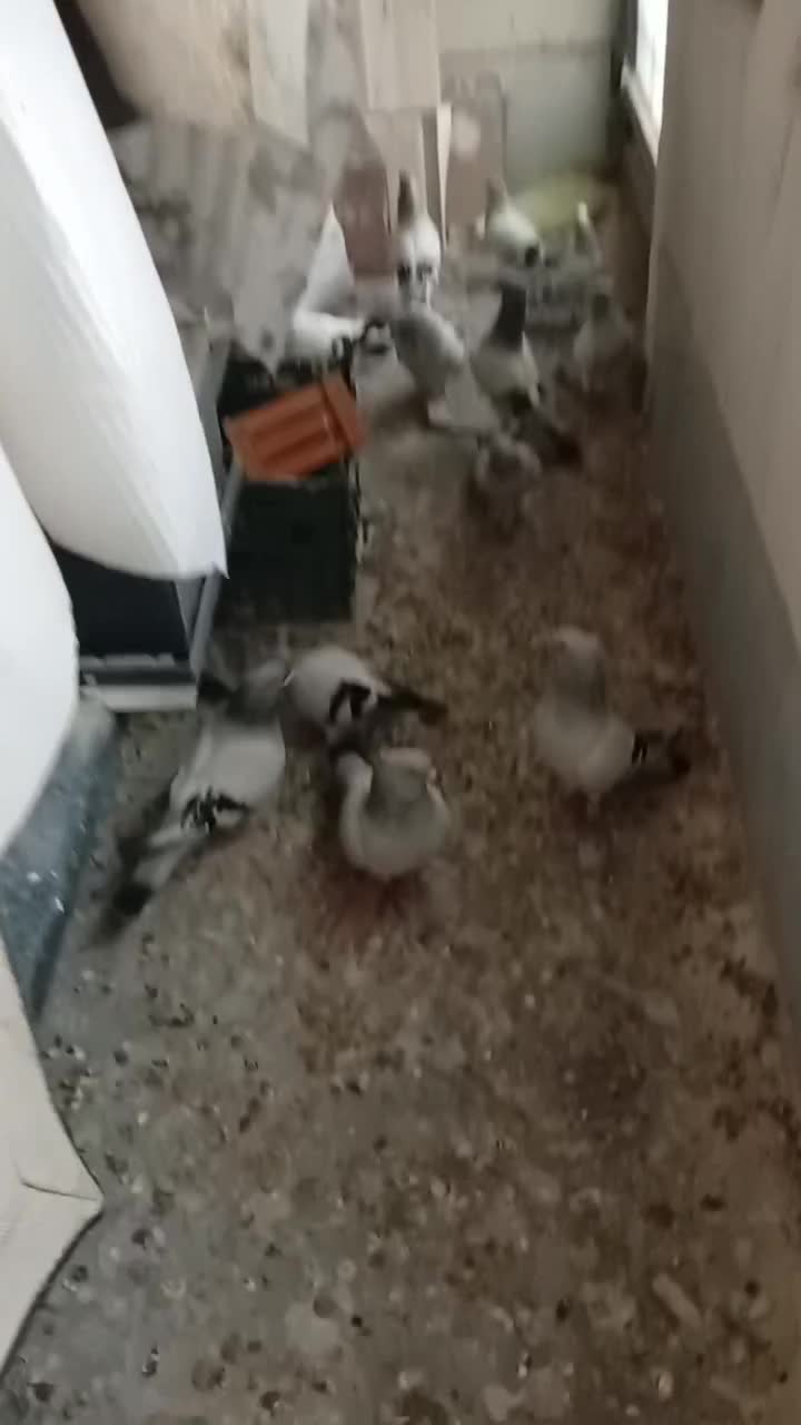 جفتی|پرنده|تهران, کوی فراز|دیوار