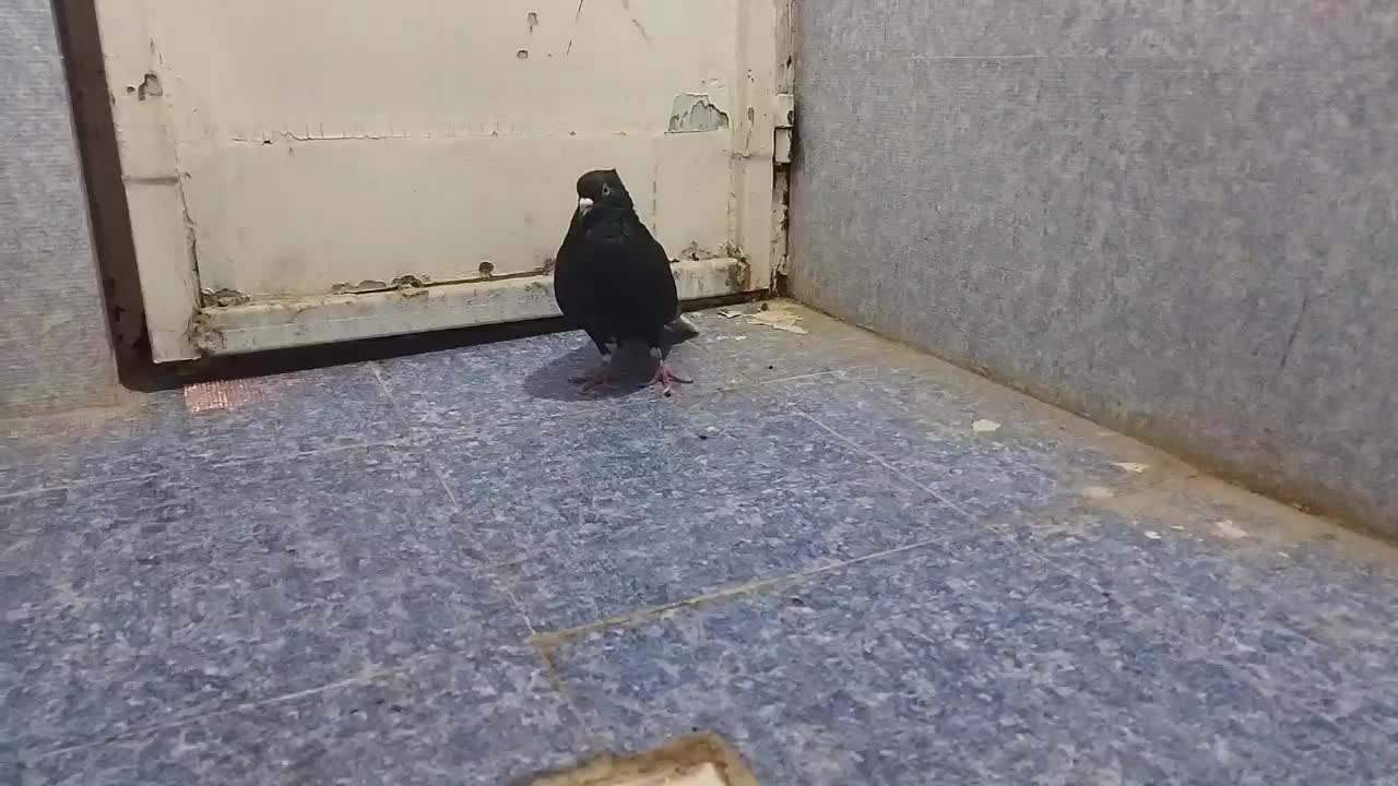 یجفت اشعال نروماده ۱۴پردم|پرنده|مسجد سلیمان, |دیوار