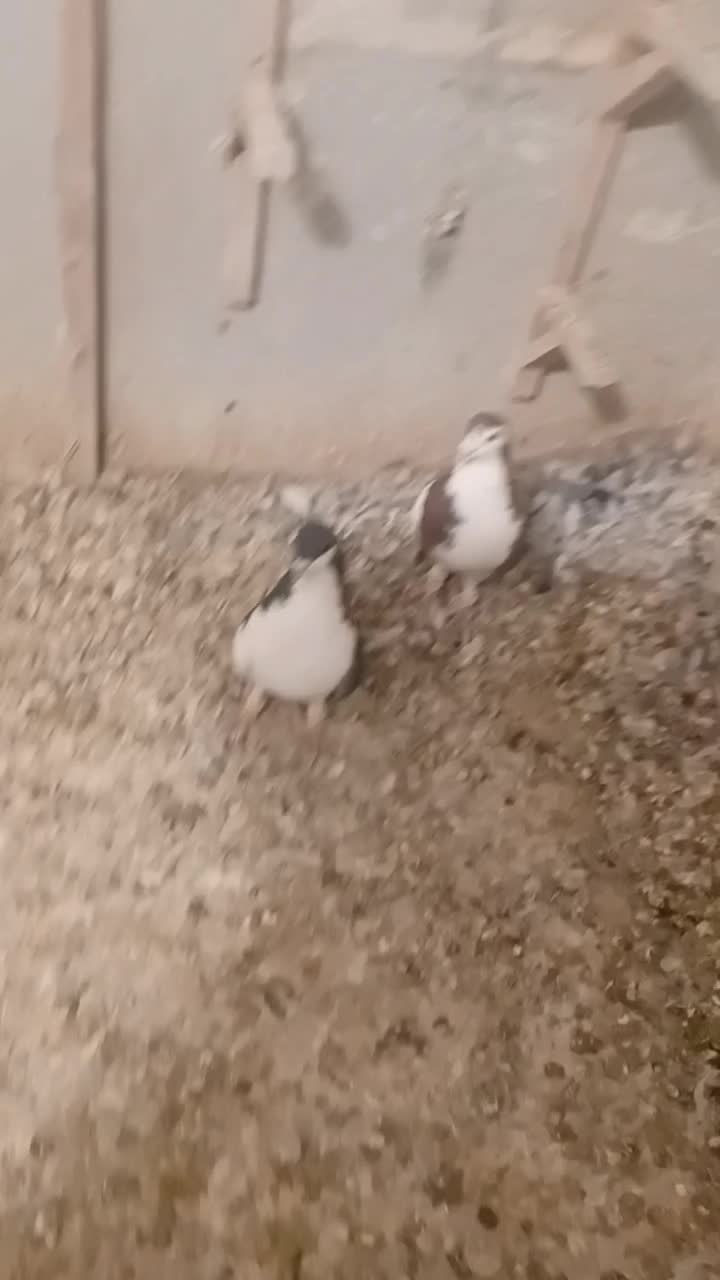 کفتر هوای شهری|پرنده|شیراز, نیستان|دیوار