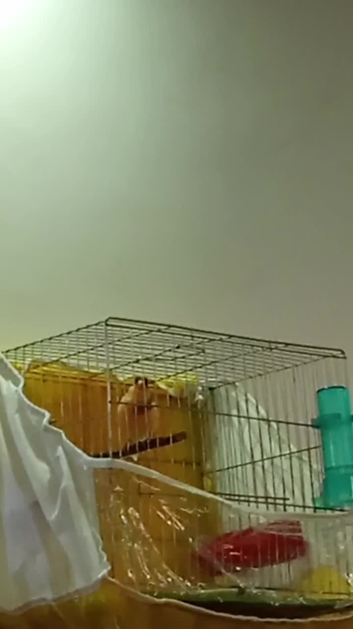 قناری نر مست آماده جفت|پرنده|رشت, فلسطین|دیوار