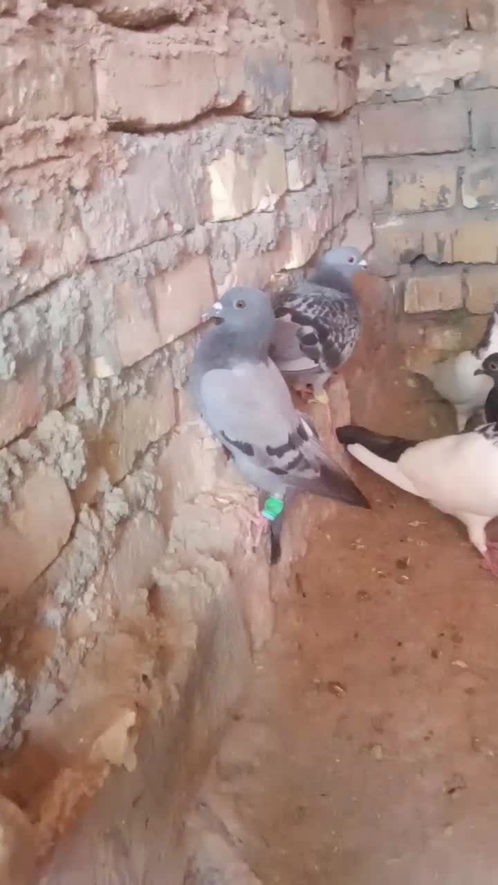 رشخوار|پرنده|رشتخوار, |دیوار