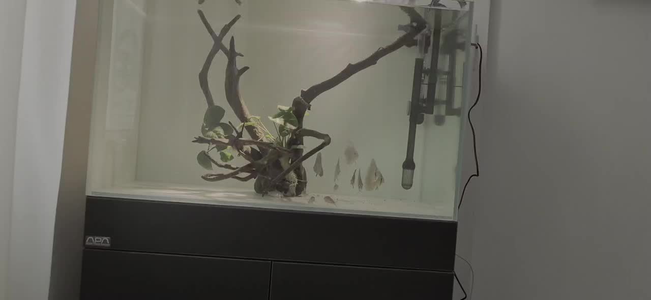 7عدد دیسکس|ماهی|آستانه اشرفیه, |دیوار