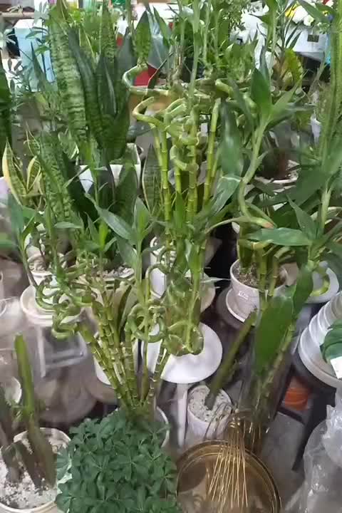 گل بامبو|گل و گیاه طبیعی|کاشان, بهشتی|دیوار