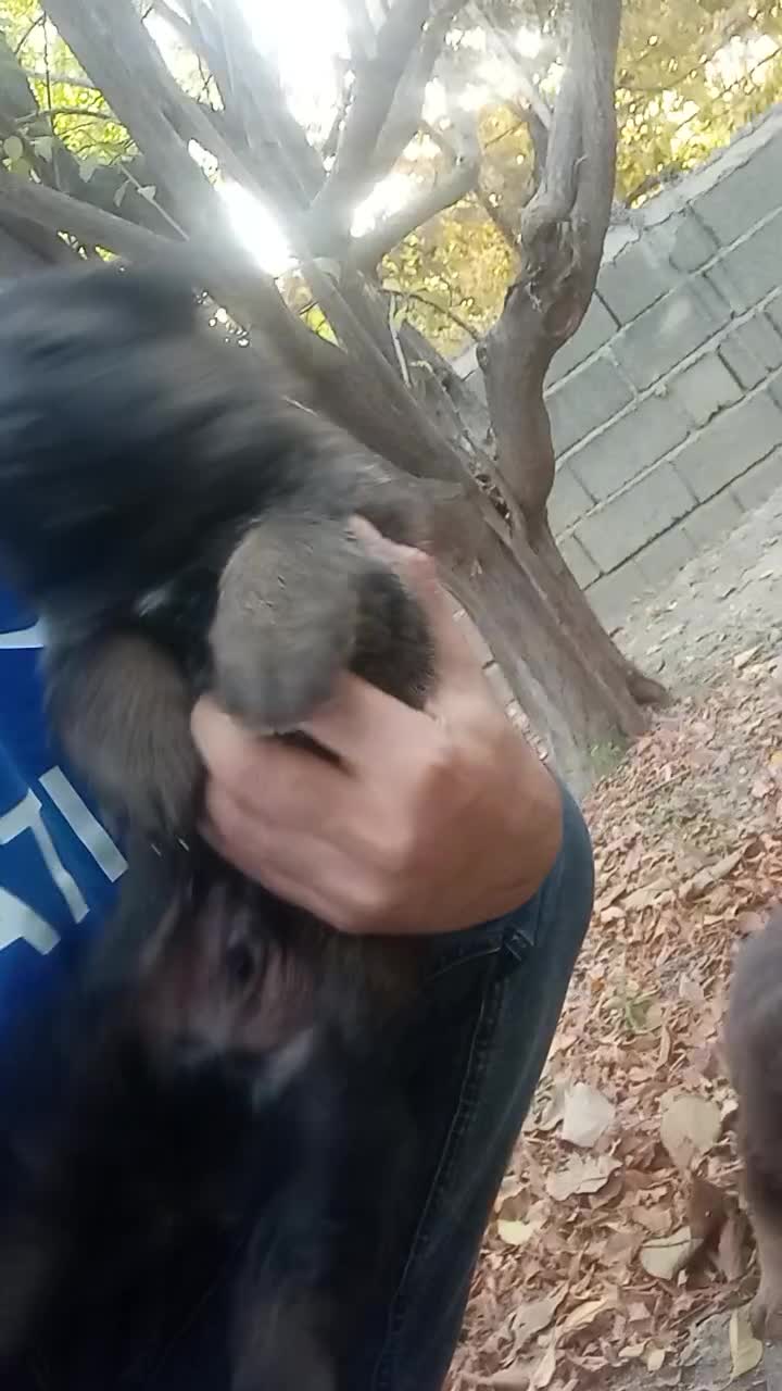 توله ژرمن شولاین بلک فیس وارداتی|سگ|ارومیه, |دیوار