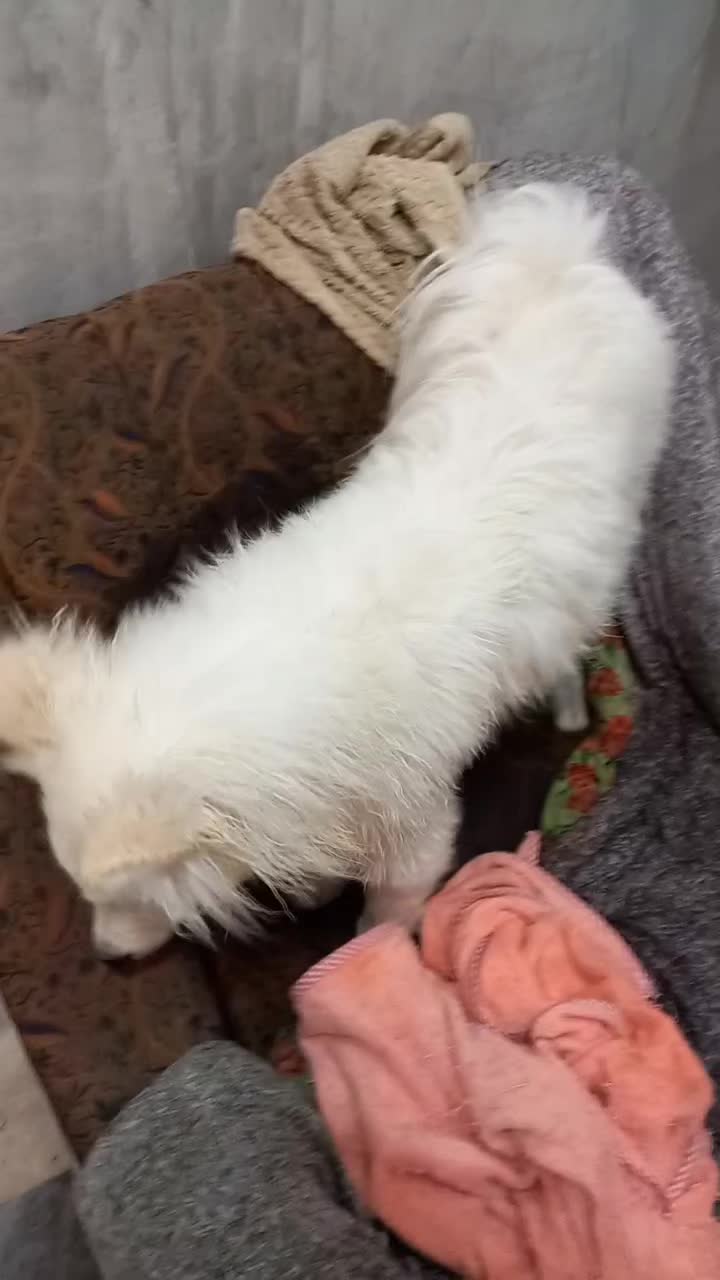 واگذاری توله ساموئد ۷ماهه واکسن زده|سگ|بوئین زهرا, |دیوار