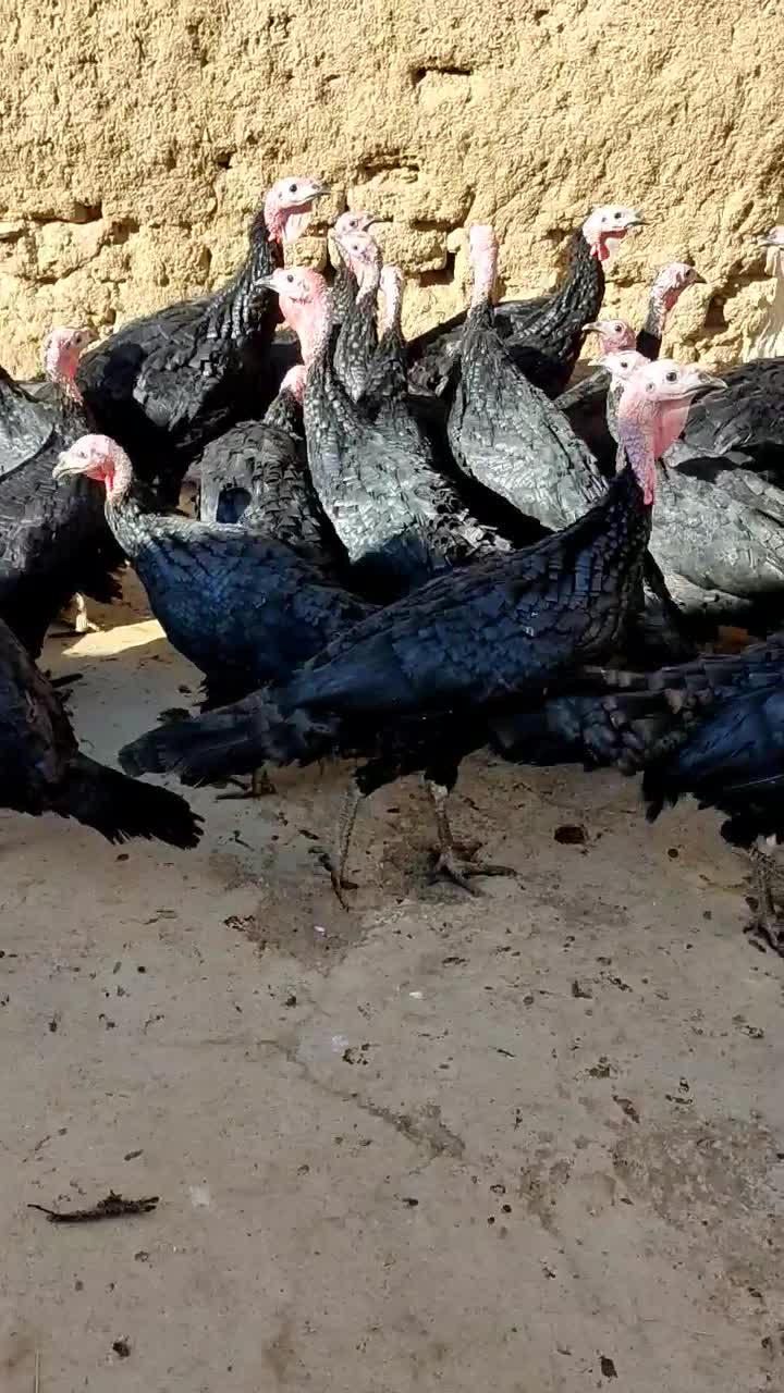 بوقلمون سیاه محلی (عجب شیر)|حیوانات مزرعه|عجب شیر, |دیوار