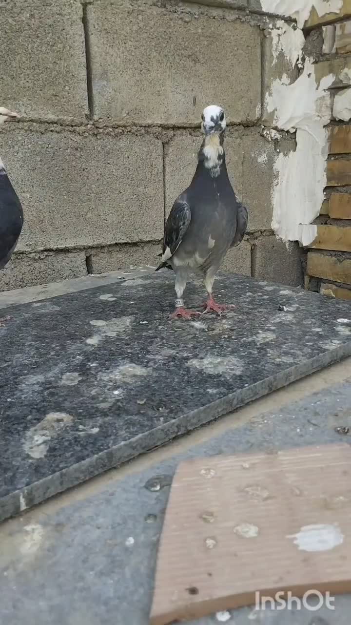 پلاکی اردن|پرنده|گتوند, |دیوار