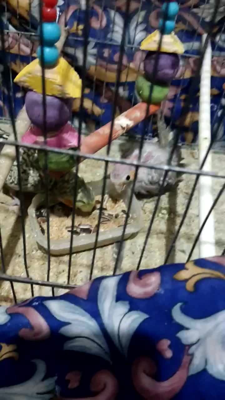 جفت عروس هلندی با جوجه|پرنده|تربت‌حیدریه, حاجی یار‎|دیوار