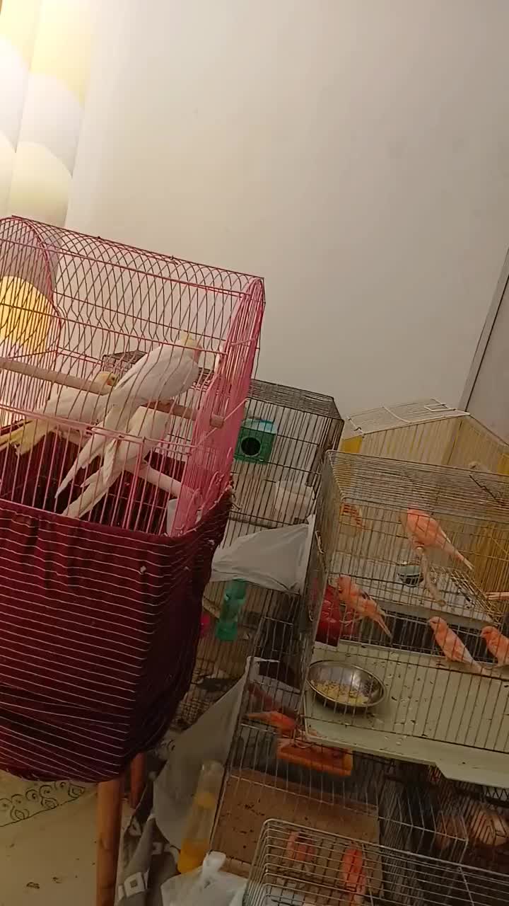 قناری سرخ و سهره نر ماده تک و جفتی|پرنده|تهران, پرستار|دیوار