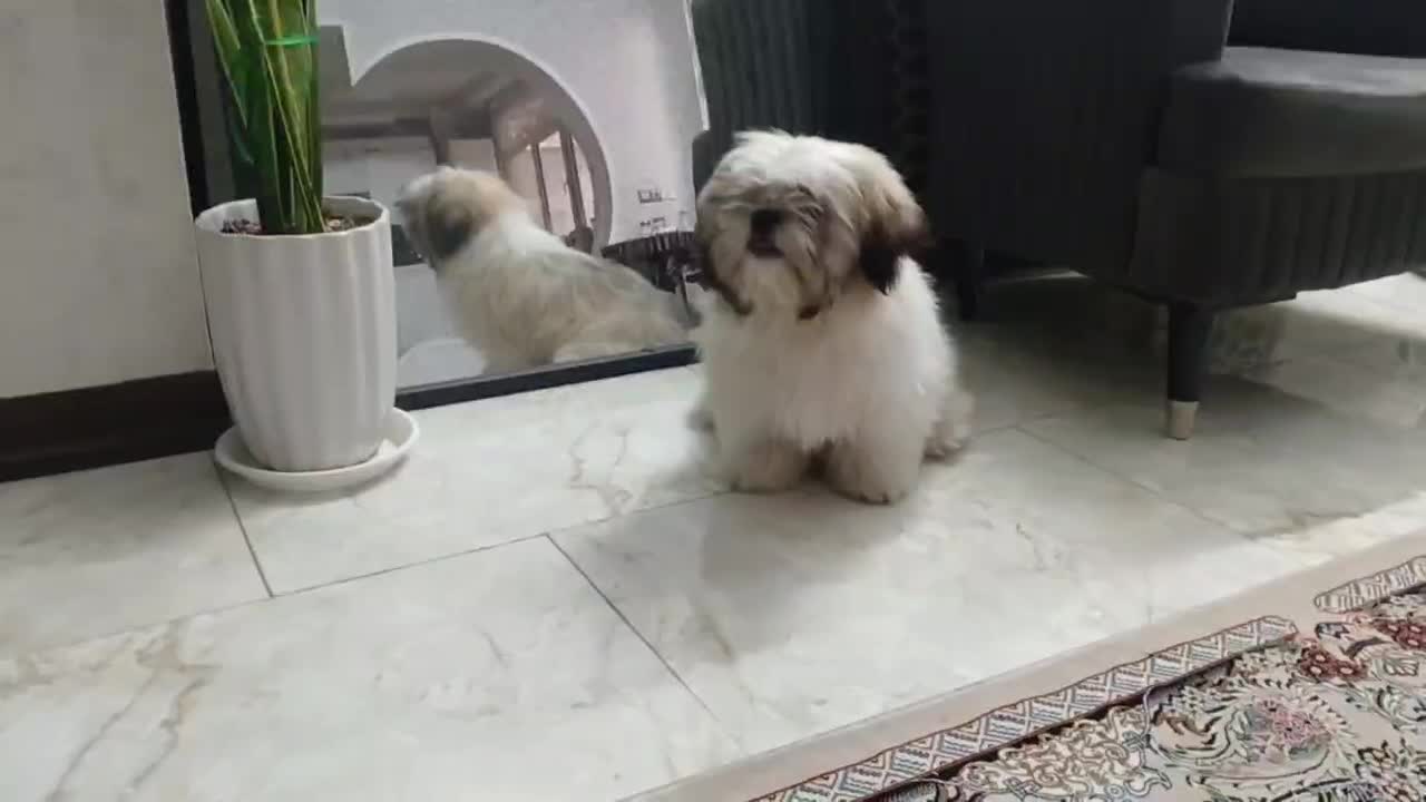 توله سوپر فلت|سگ|کهریزک, |دیوار