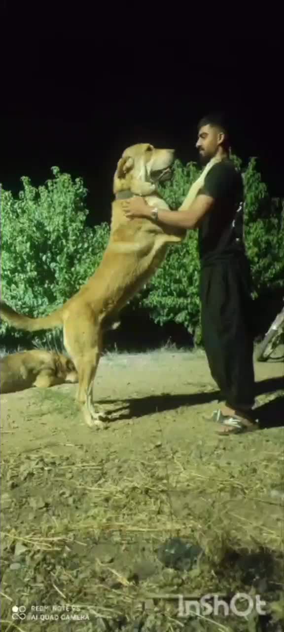 واگذاری ماده پژدر|سگ|کرمانشاه, |دیوار