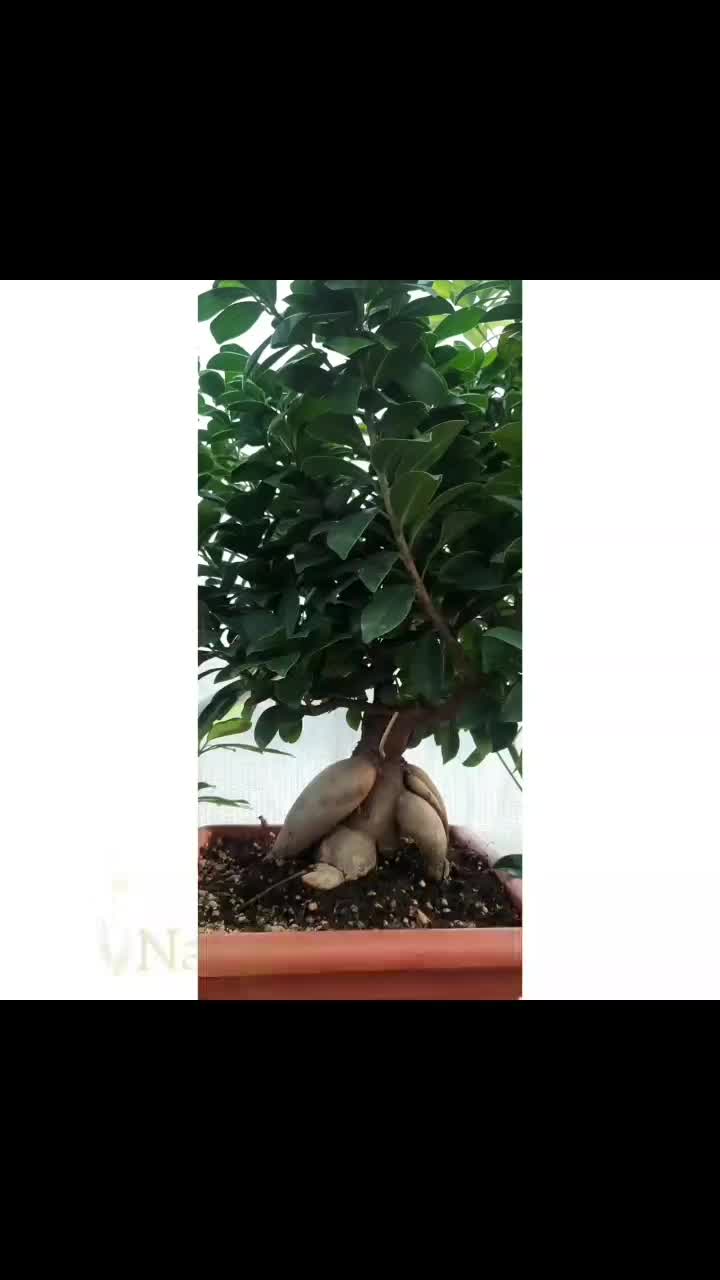 بی سای ، بن سای|گل و گیاه طبیعی|مشکین‌دشت, |دیوار