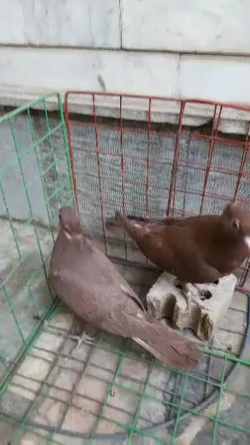 کفتر|پرنده|بیرجند, |دیوار
