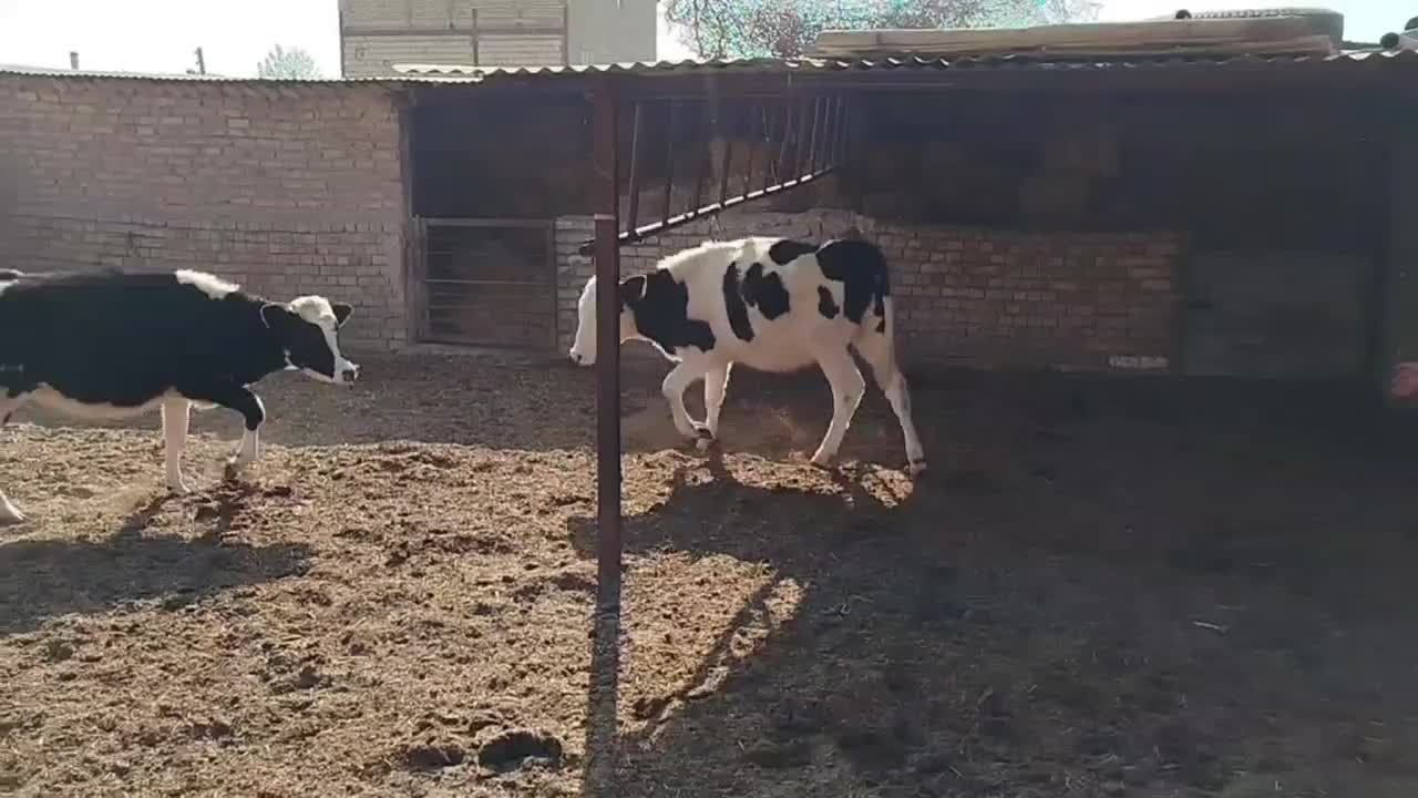 گوساله ماده|حیوانات مزرعه|قزوین, |دیوار