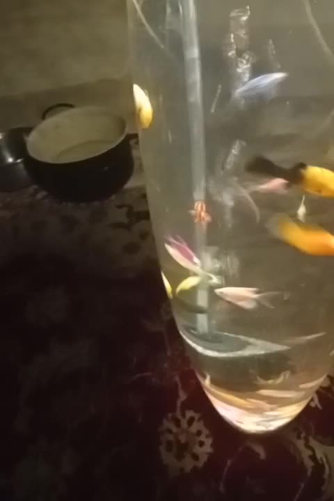 ماهی ویال|ماهی|تهران, گلچین|دیوار